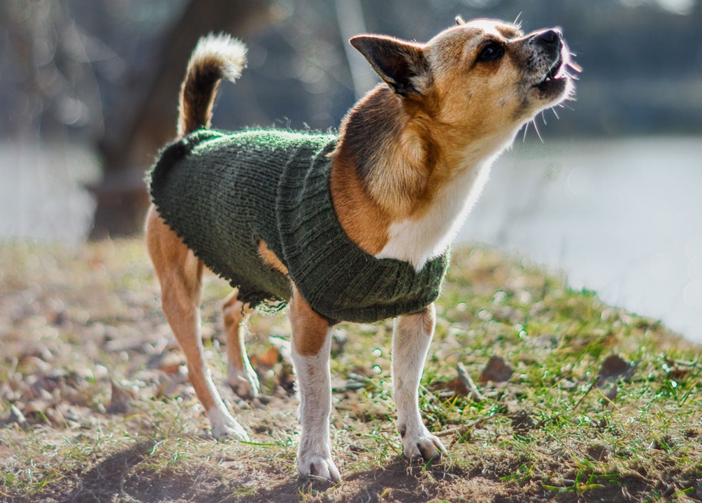 How To Stop A Puppy From Barking How To Stop A Puppy From Barking