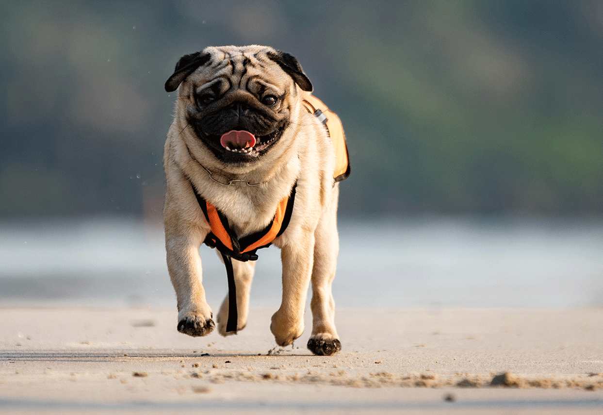 e-collar bark control collars