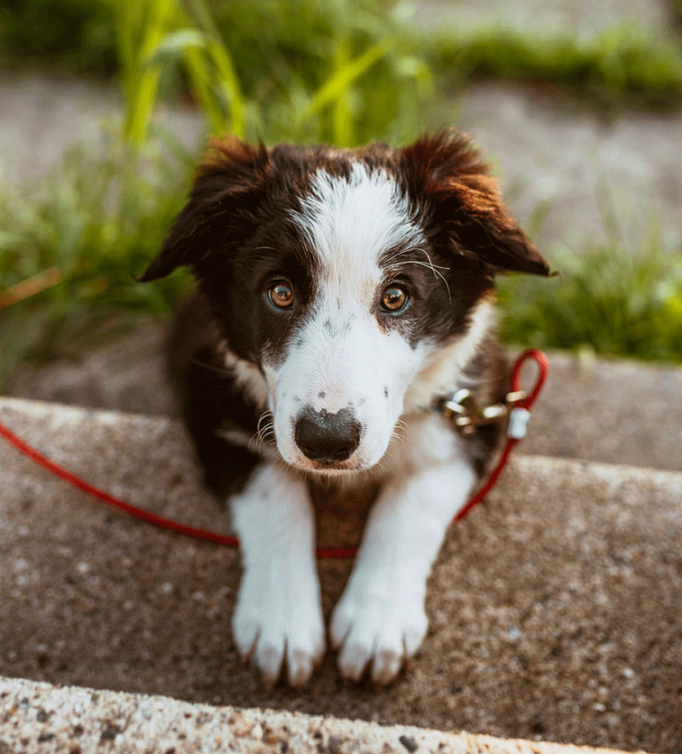 bark control collars