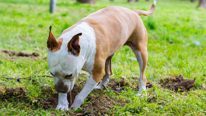 Dog Digging