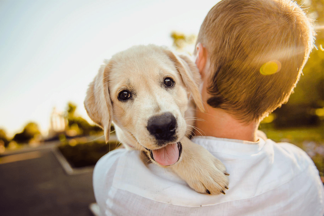 Dog Training Collars