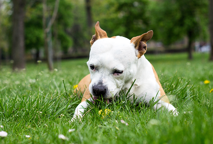 Dogs eating grass