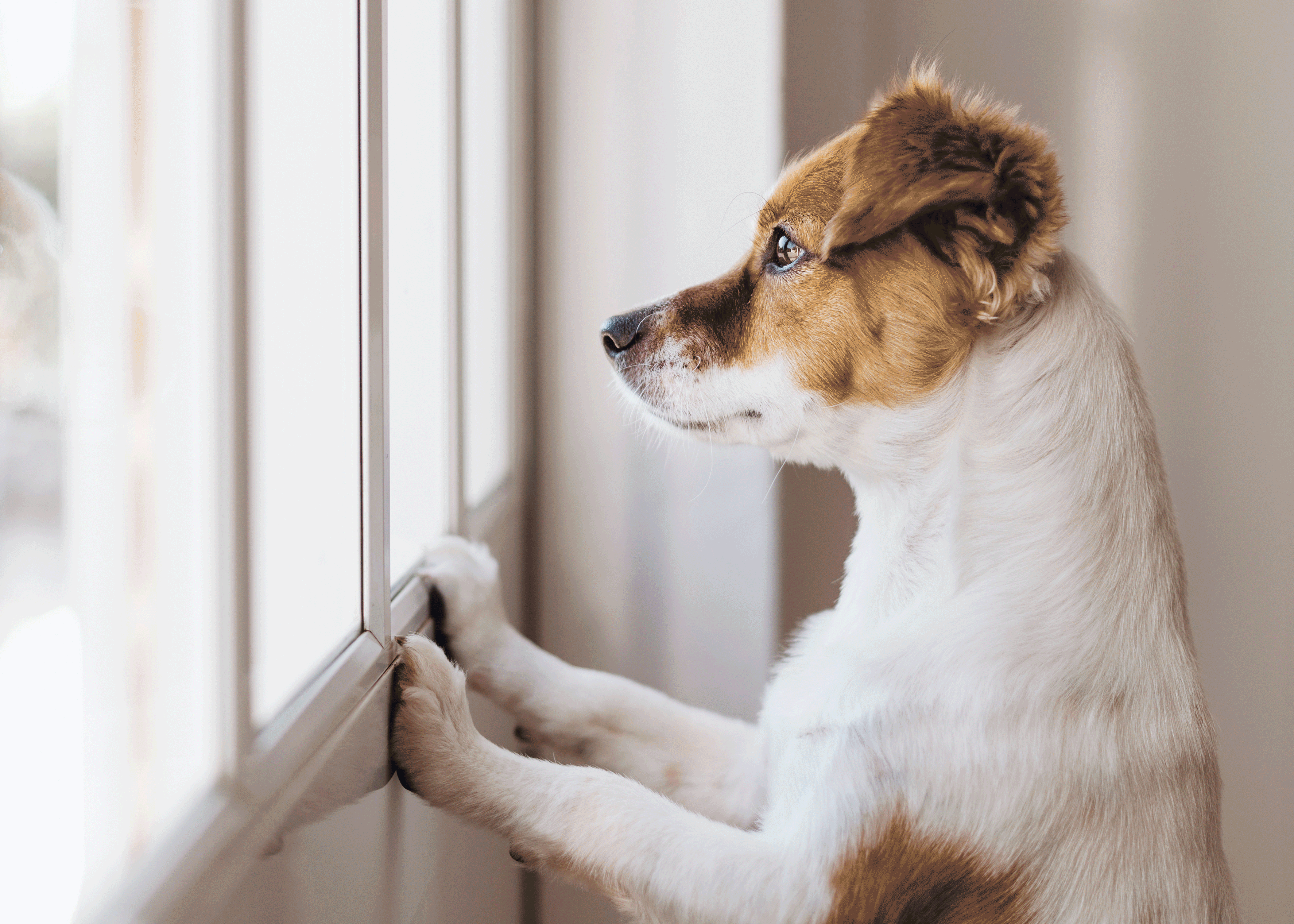 Bark collars