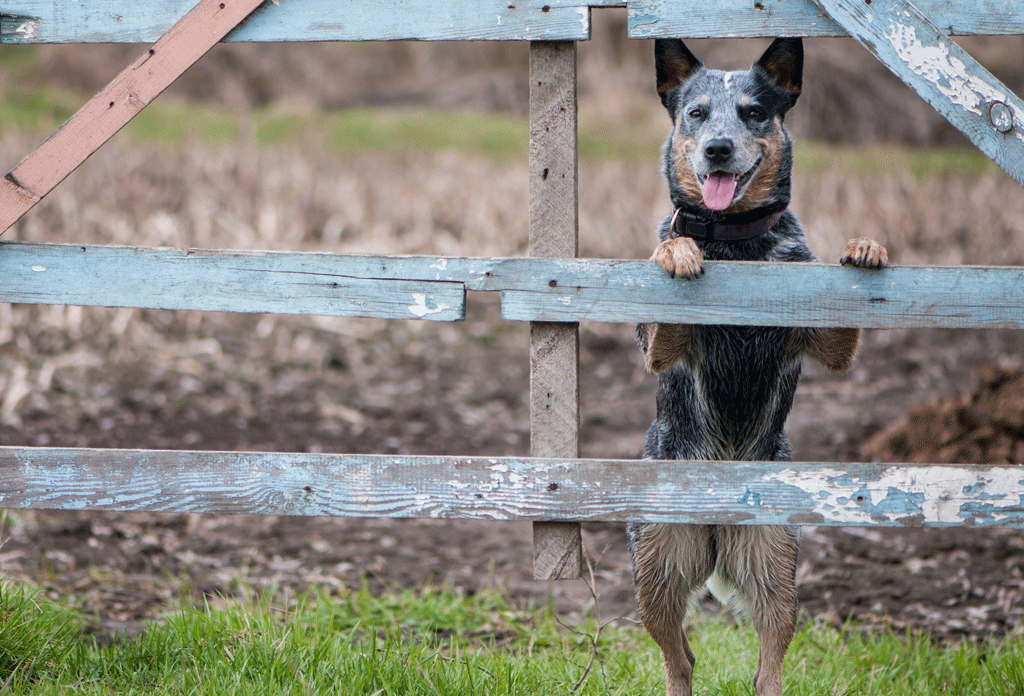 Dog containment systems