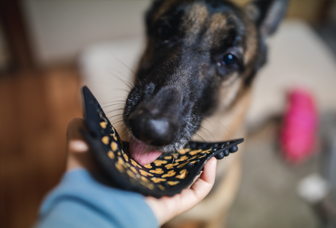 Using a Lick Mat to Get a Dog Mental Stimulation and Release