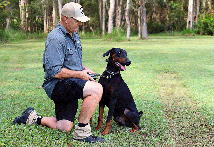 Dog Training Collars and rewards-based training