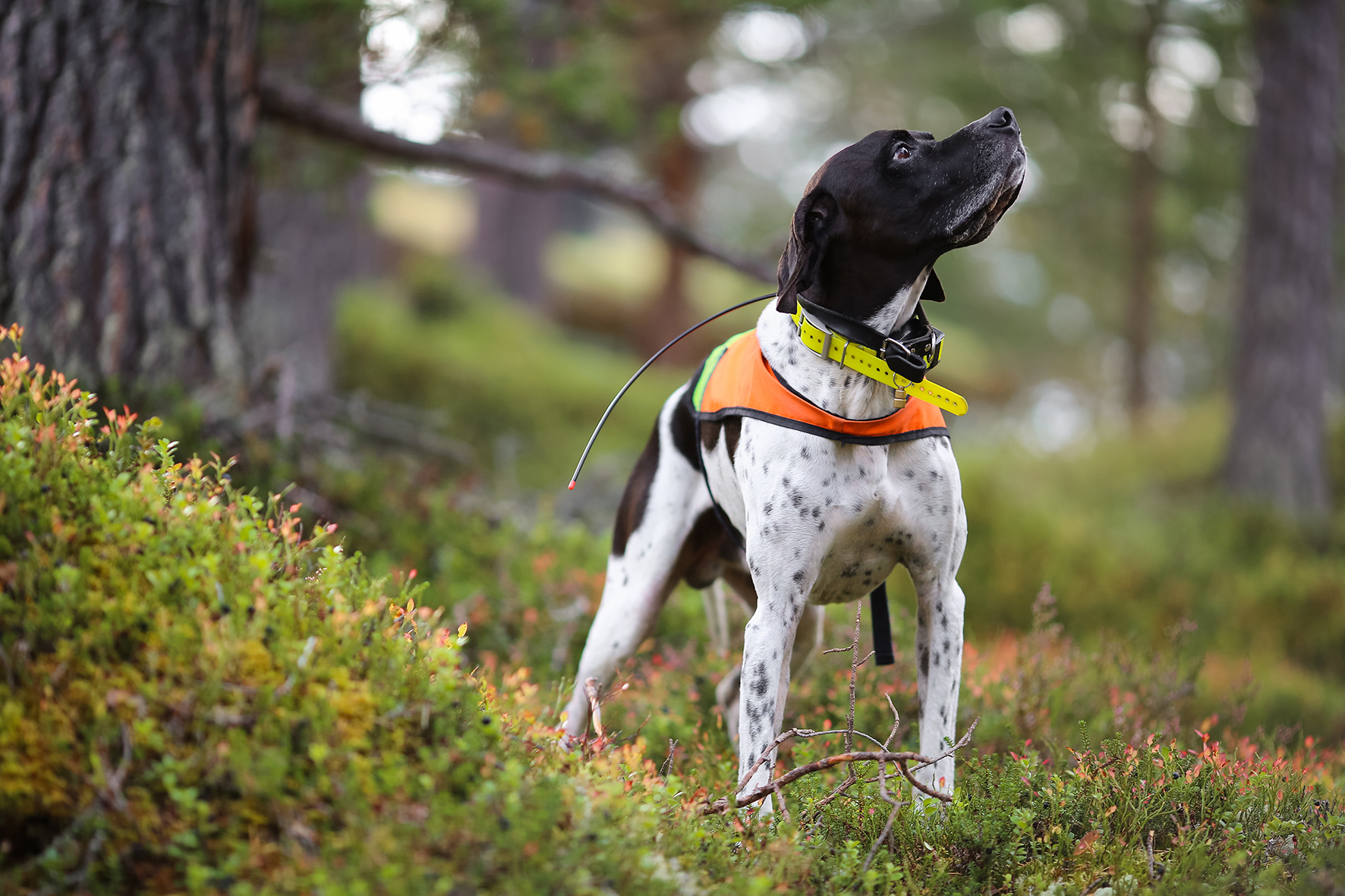 Dog Tracking Collar